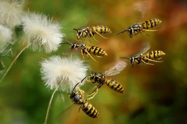Removal of Flies & Wasps Removal of Flies & Wasps